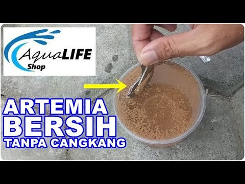 REVIEW EG ARTEMIA AQUALIFE  | Cara Mudah Memisahkan Cangkang Artemia dengan Magnet