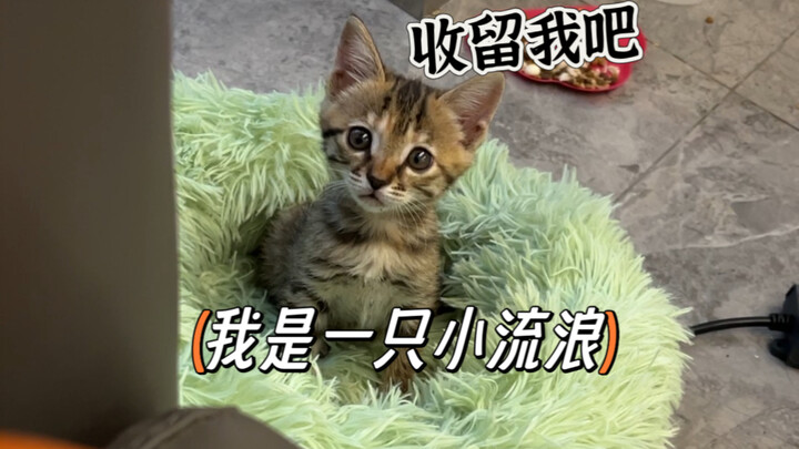 Kisah seseorang yang tidak menyukai kucing, namun berhasil ditaklukkan oleh kucing liar….