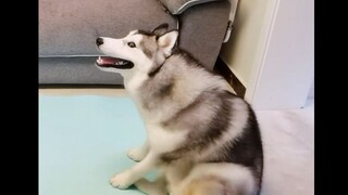 Dog: It's Time For a Cultural Revival!