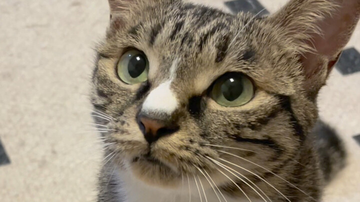 Why does every little kitten let out an "um~" sound when it falls down?? Isn't a kitten like this ju