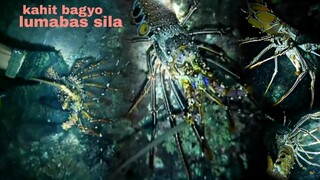 ep169, night spearfishing Philippines kahit bagyo lumabas ang mga lobster.