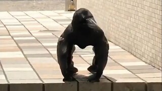 غراب ذكي ومضحك