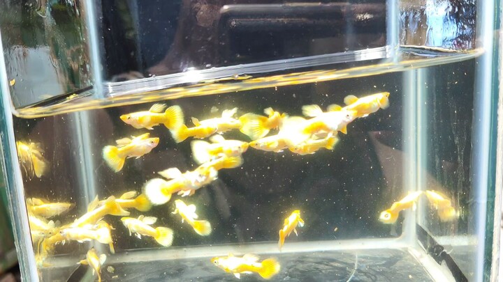 Mini fish farm❤️ #BiliBili