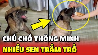 Chú chó SIÊU THÔNG MINH khiến nhiều Sen TRẦM TRỒ 😍 | Yêu Lu