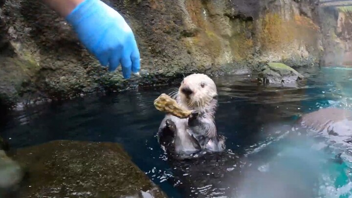 给海獭投食牡蛎