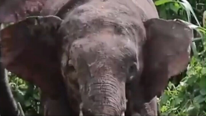 Gajah Kalimantan (Elephas maximus borneensis)
