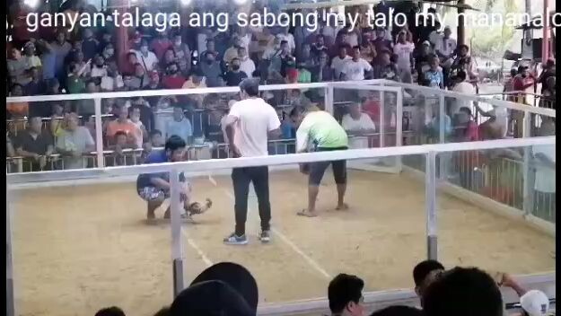 chooks TOGO FARM😆😀😀