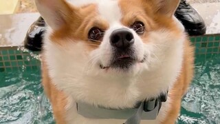 Bagaimana reaksi anjing Corgi dan Husky saat Anda meletakkan anjing di air?