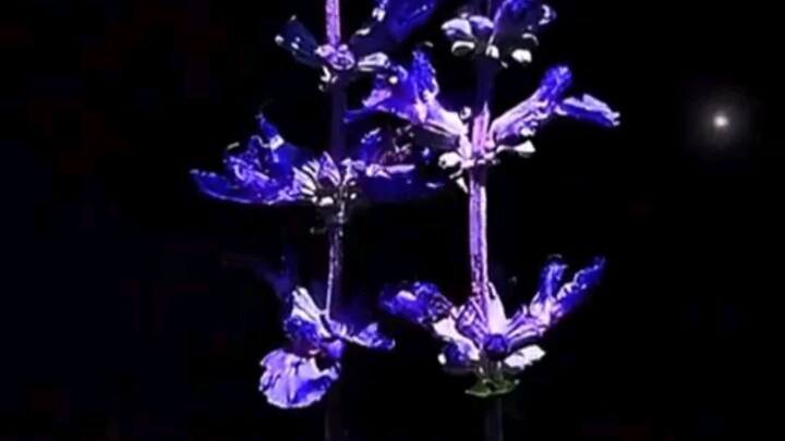 slow  mosson vedio  flower 🌸  and  edeting