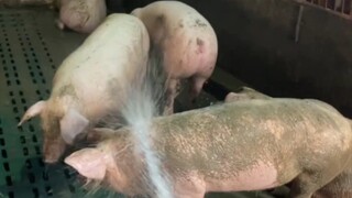 洗白白     啦啦啦  养猪日常给猪洗澡