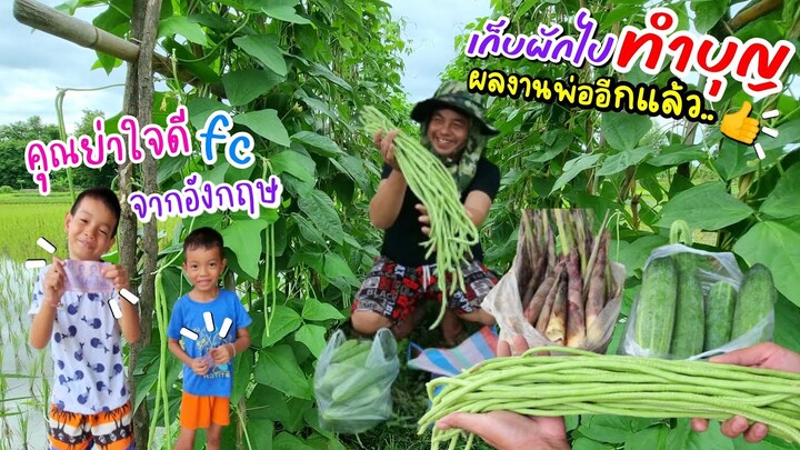 EP380ชีวิตที่พอเพียง เก็บผักไปทำบุญ ผลผลิตที่นาเอาไปทำบุญในวันเข้าพรรษา