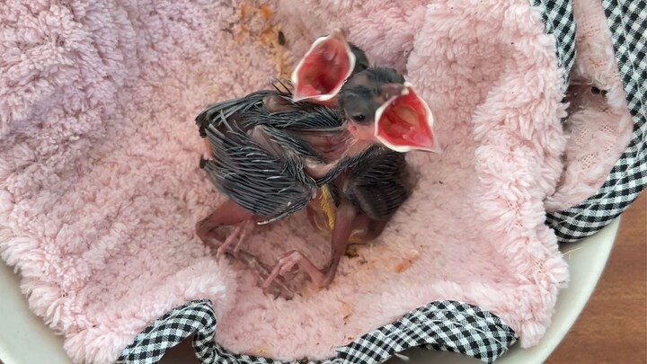 Testing a sleeping baby bird’s reaction when its mother returns home