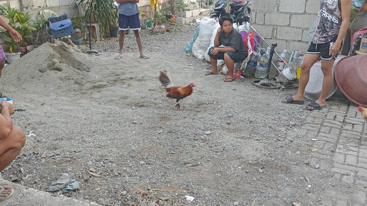 light bulik vs redbulik