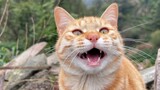 Động vật|Mèo cam tham ăn