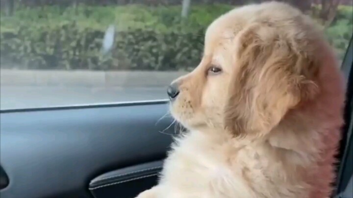 جرو صغير ناعم ورقيق