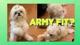 Can Borgy The Shih Tzu's Training Tricks Qualify Him in The Army? ( Funny Dog Video)