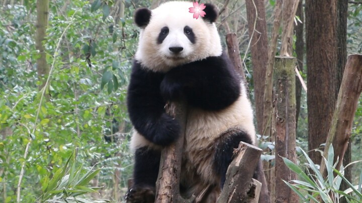 Animal|When the Giant Panda Heard the Shutter Sound