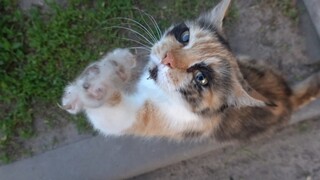 Beautiful calico cat purrs on the street