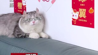 "Tomorrow's Cat Law": Outrageous! This owner actually called out another cat's name to their own kit