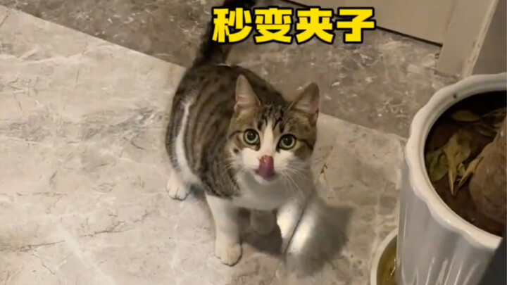 Chia sẻ với mọi người trải nghiệm lần đầu tiên bị mèo hoang lừa...