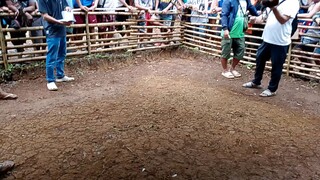 2xwinner one day