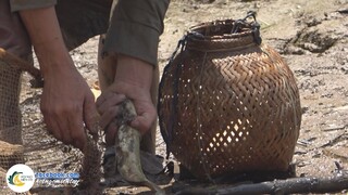 Trở Lại SÔNG TIỀN Kéo Lưới Bắt Cá Trê | Hội Ngộ Miền Tây - Tập 421