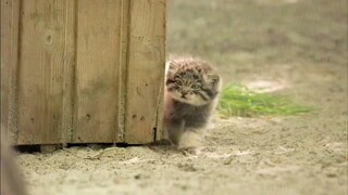 Si karakal kecil sangat lucu ketika menggoyangkan pantatnya