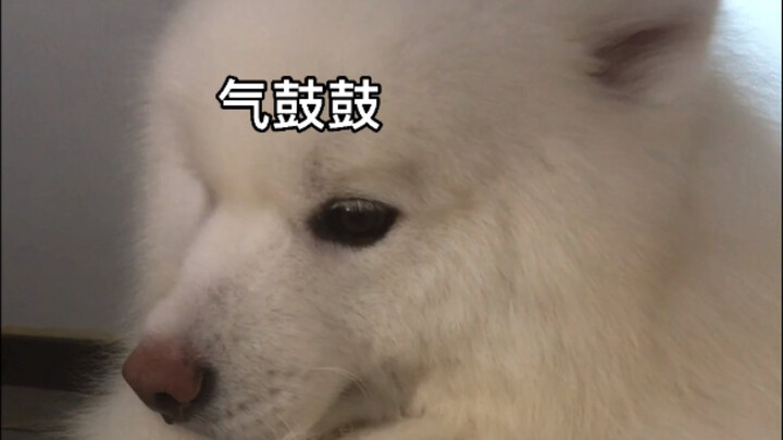 Cái cảm giác ấm ức này, chắc phải cả phút rồi chưa được ăn cơm.