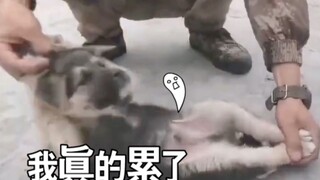 部队里的猫猫狗狗都成精了！哈哈哈哈