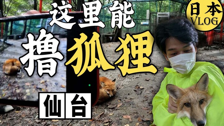 What’s it like to pet foxes in Japan? The real-life inspiration for Mochizuki Town—Sendai [Virtual T