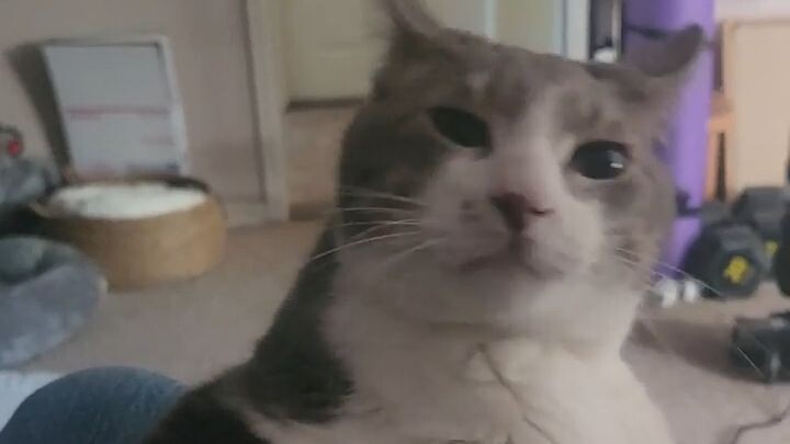 If harrassing your cat is wrong, I don't want to be right😂