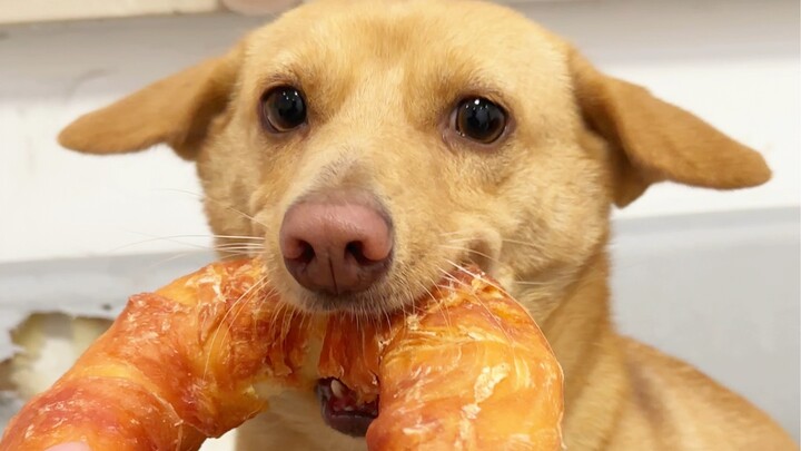 อย่าซื้อขนมที่ชิ้นใหญ่เกินไปสำหรับสุนัขของคุณ ไม่เช่นนั้นมันจะเคี้ยวอาหารจนดึก