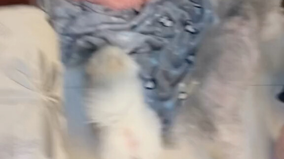 The raccoon and the Pomeranian have become good friends!