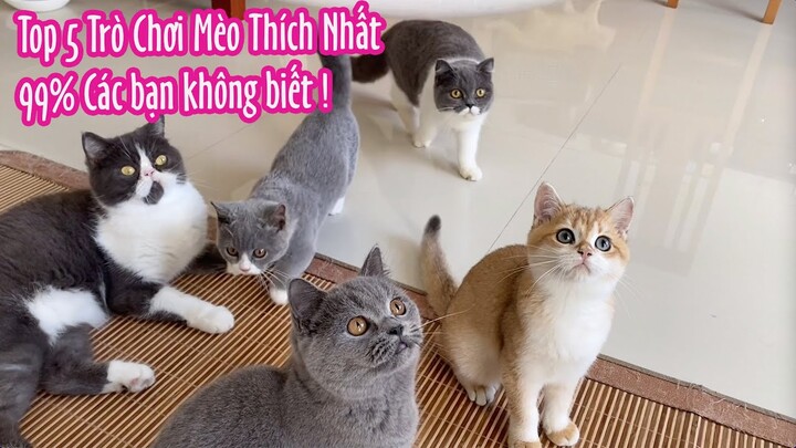 Top 5 Trò Chơi Mèo Thích Nhất - 99% Các Bạn Chưa Biết