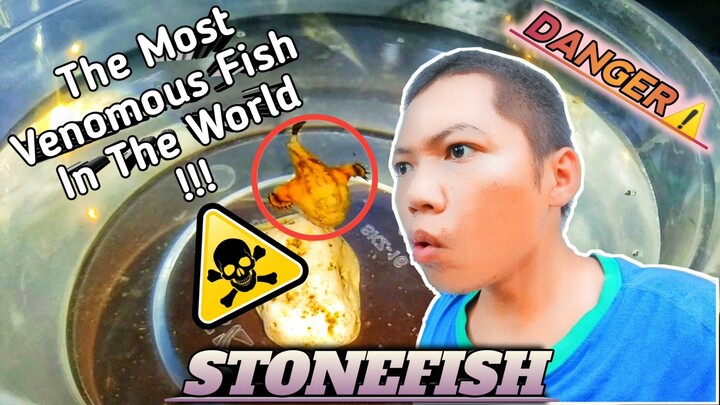 My First Stonefish - beautiful but dangerous.