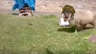 这只DIO羊真可爱