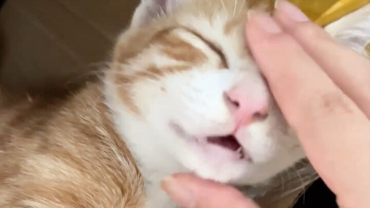 When the kitten is acting cute, stroke its chin