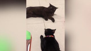 Mèo ở khắp mọi nơi mèo meow meocute catvideo meonhocnho cat lovepet lovepet catsoftiktok mayconmeo