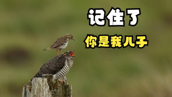 How much bigger is a baby bird than its mother?