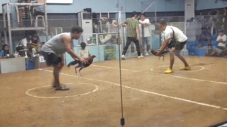Last Fight 🐓 Win San Mateo Arena