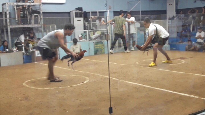 Last Fight 🐓 Win San Mateo Arena