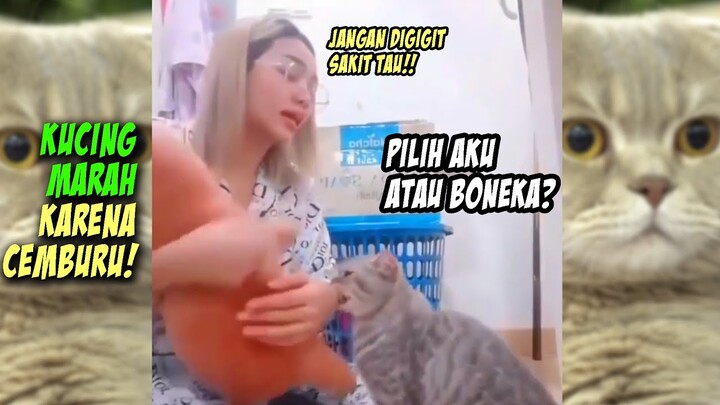 GEMES BANGET! Reaksi Kucing Marah-Marah Karena Cemburu Liat Majikan Gendong Boneka - Kucing Lucu