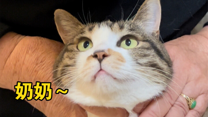 Seperti yang kita semua tahu, kucing adalah makhluk yang menghormati yang lebih tua dan menyayangi y