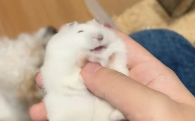 Tikus kecilku, aku sudah di ambang kematian nih.