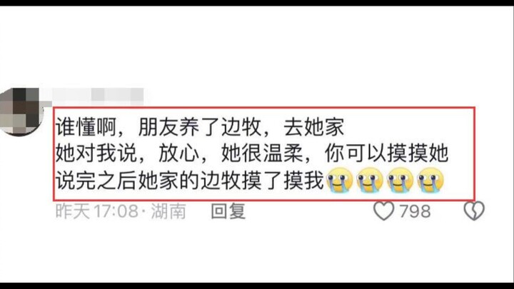 ไอคิวของสุนัขพันธุ์บอร์เดอร์ คอลลี่ ไม่ต้องสงสัยเลย ฮ่าๆๆๆๆ