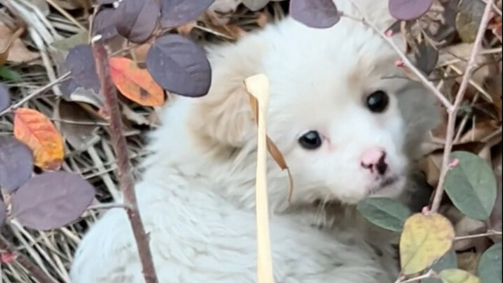 On my run yesterday, I spotted a little dog in the grass—don’t know if it’s a stray or been abandone