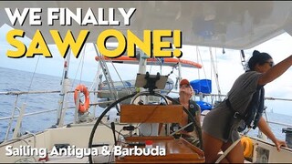 WE FINALLY SAW ONE! |SAILING ANTIGUA AND BARBUDA| EP 124