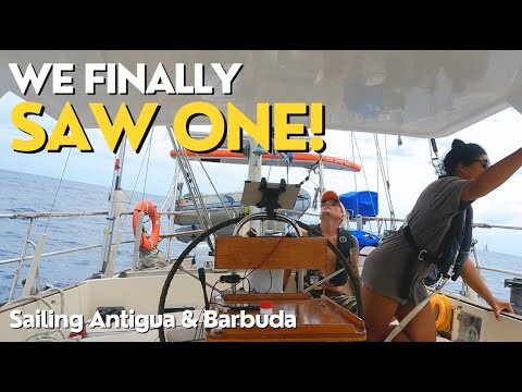 WE FINALLY SAW ONE! |SAILING ANTIGUA AND BARBUDA| EP 124