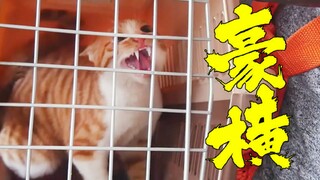 Jerapah jingga dan putih stres terjebak di pagar batu lantai 17, namun setelah diselamatkan perilaku