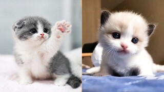 Charming & Super Cute Kittens In The World #5 | Cute VN